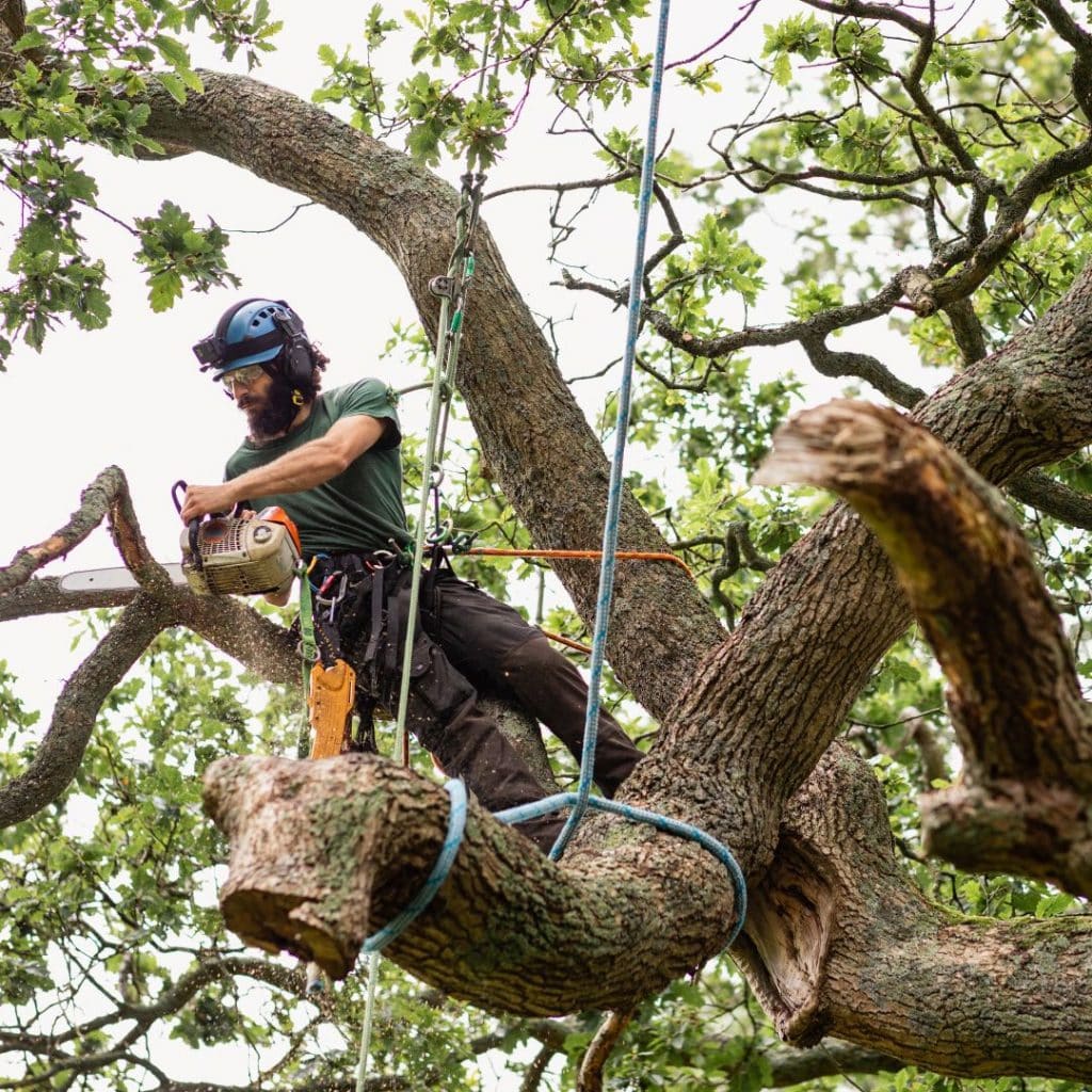 tree surgeon performing dead wooding service tree surgeon performing dead wooding to a large tree