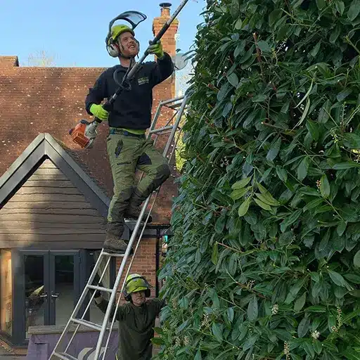 tree and hedge care by arborist