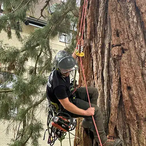 tree surgery specialist climbing tree