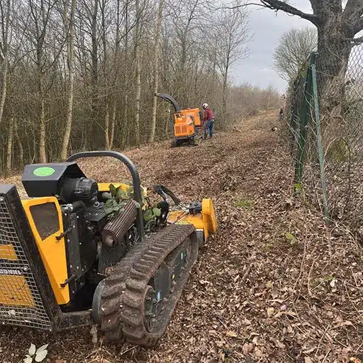 woodland tree management