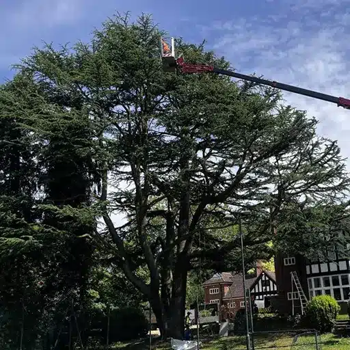 arborist reducing tree branches