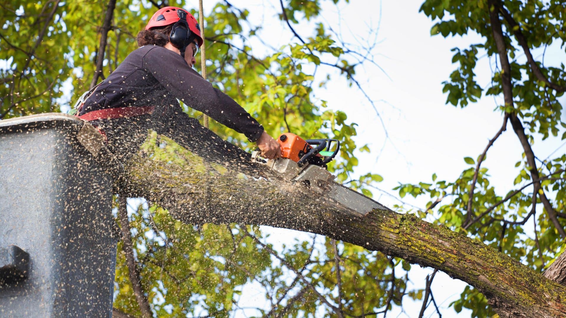 the tree doctors tree surgeons