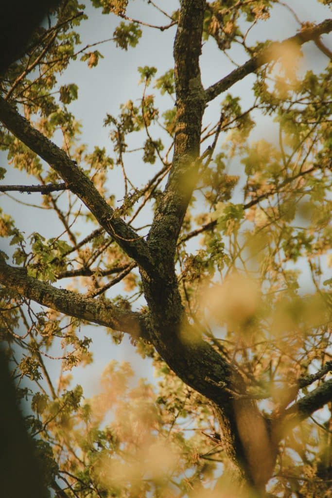 tree crowning services