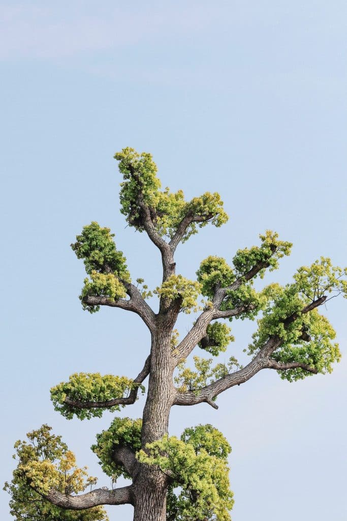 tree pollarding