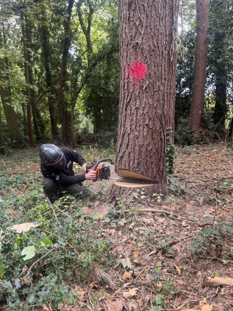 felling a tree
