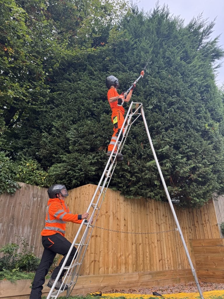 large hedge trimming by professional