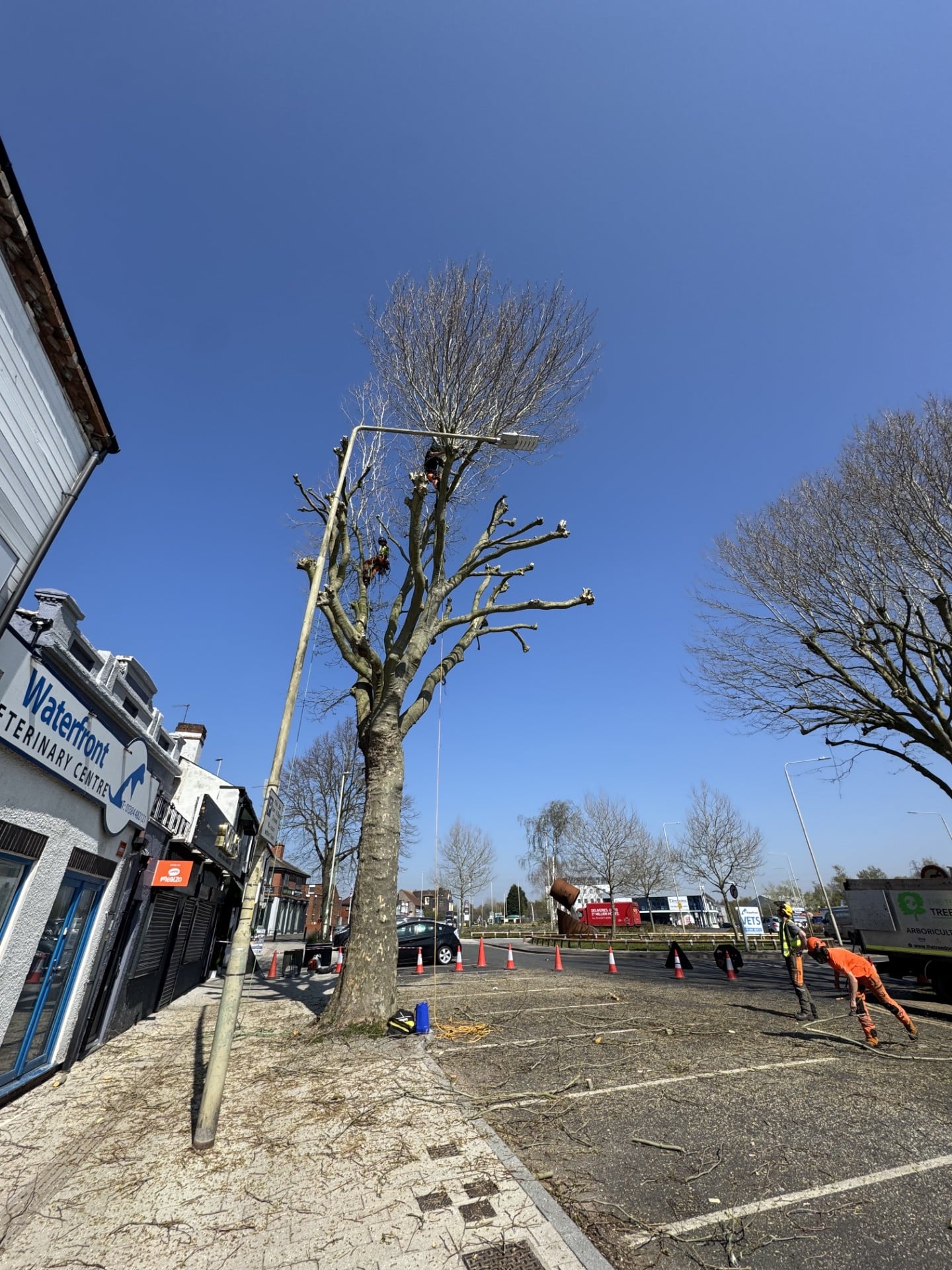 pollarding a tree on street