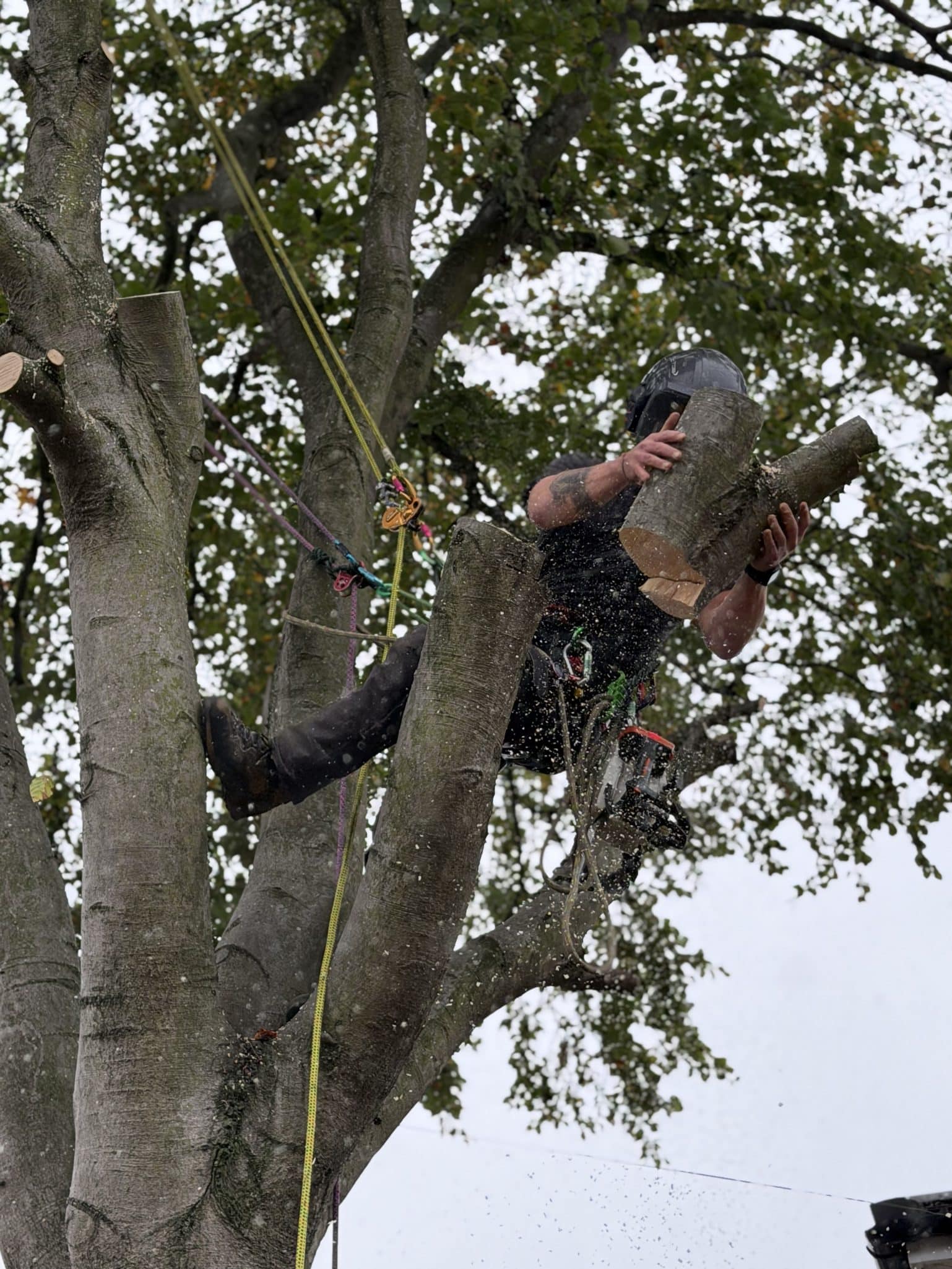 tree pruning