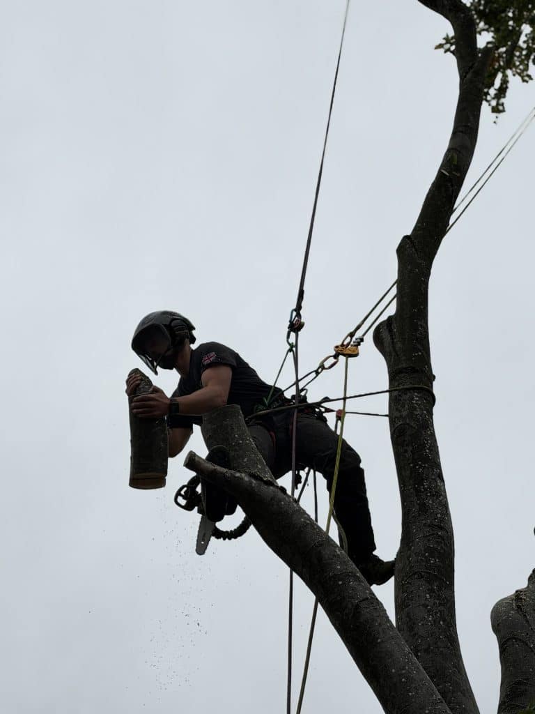tree pruning