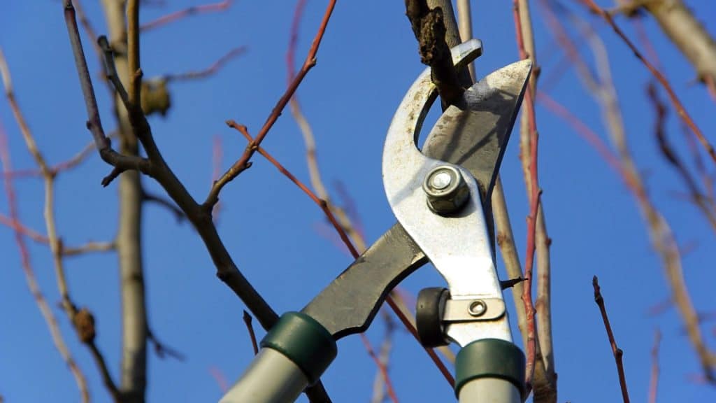 tree lopping and pruning