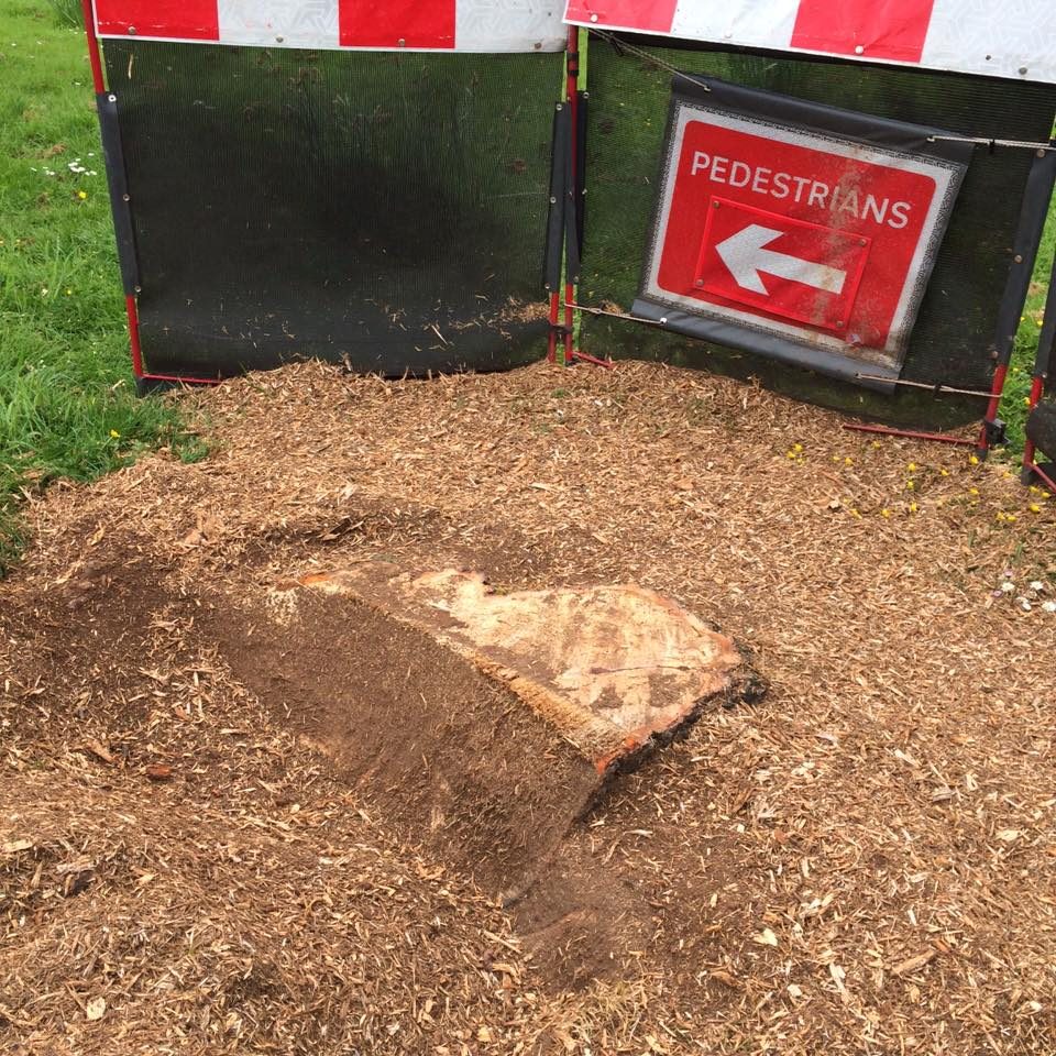 Stump Removal in Progress, pedestrian sign set up