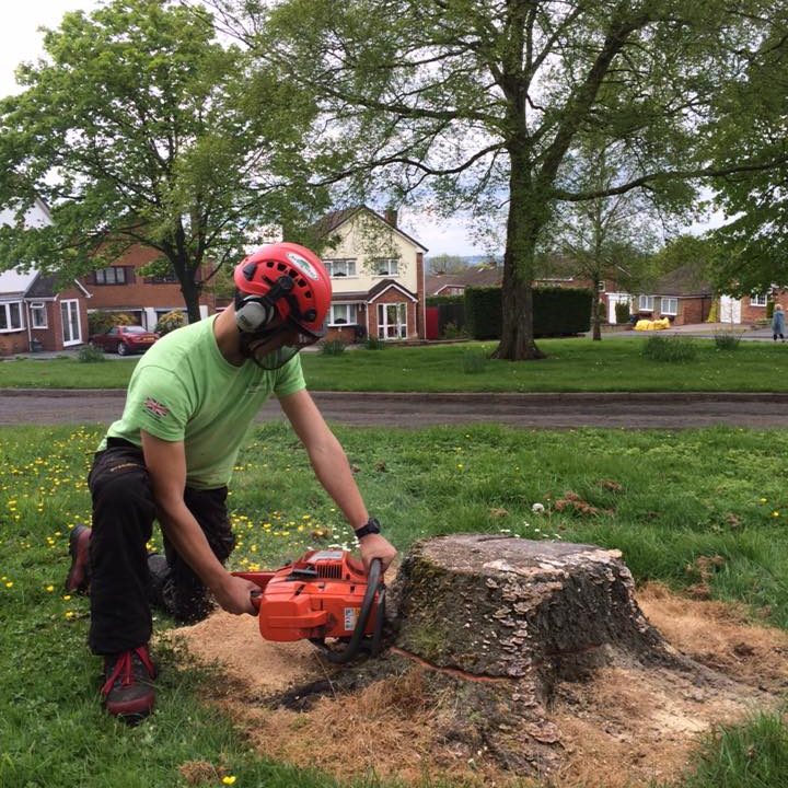 surgeon in green t shirt Starting to Remove a stump